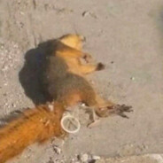 Mr.Petushok