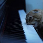  [ Steam Profile ] 