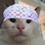 cat in a durag