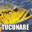 TACUNARÉ