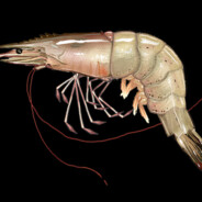 Shrimp. Fryer of Rice