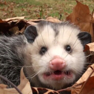 awkwardOpossum