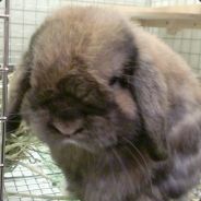Burrow_Rabbit