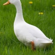 Ducks