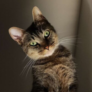 [ODW] Alyce Master CAT's Avatar