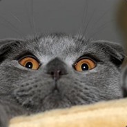 功夫宝宝's Avatar