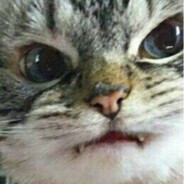 el gato
