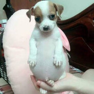 DOGUINHO PANSUDO