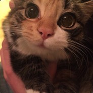 Котик
