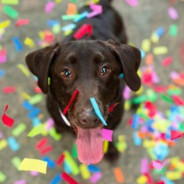 ConfettiDog