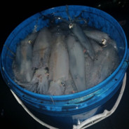 Several Squid In A Bucket