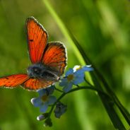 Fintindelaw's Avatar