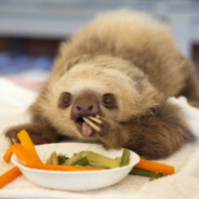 Slothy