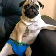 Bulbu