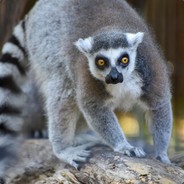 Lemur