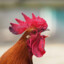 Dwayne &quot;The Cock&quot; Johnson
