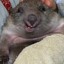 Wombat_1337