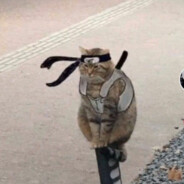 gato ninja