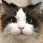 17 yo church cat avatar