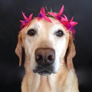 MiKe - PeRoLiBrE's Avatar