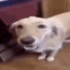 Butterdog