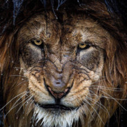 Lion King