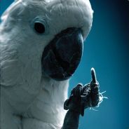 f0` chat0n