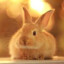 Bunny_Tuber