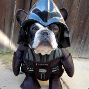 |.:M.A.D:.| DOG  © - steam id 76561197964215328