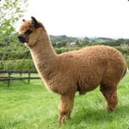 Ancient_Alpaca's Avatar