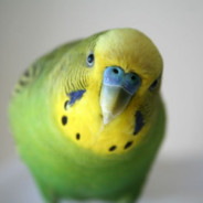 Priquitin
