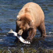 ( ͡° ͜ʖ ͡°)'s Avatar