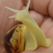 Helix