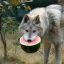 Wolf-Watermelon