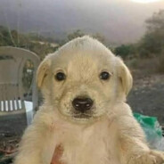 perro setso