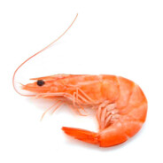 Senator Shrimpy