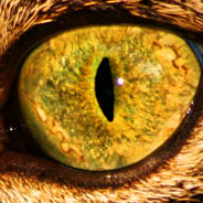 Memristorix's Avatar