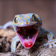 small gecko