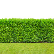 hedge