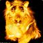 FiRe_TiGeR