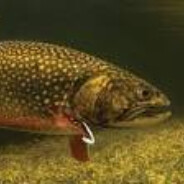 Brook Trout