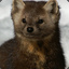 Marten