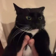 funny cat guy