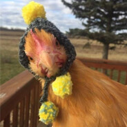 Pollito