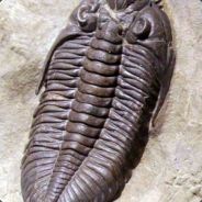 Trilobite avatar