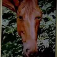Paxoloměj Paxmilián Furioso IV