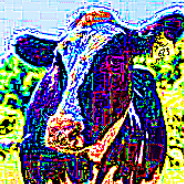 areallyFATcow