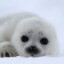 White seal
