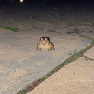 crippless frog