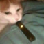 catnip